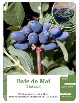 BAIE DE MAI (HASKAP)