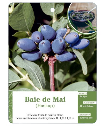 BAIE DE MAI (HASKAP)