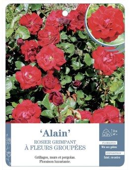 Rosier grimpant ALAIN *