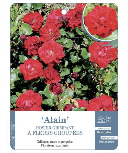 Rosier grimpant ALAIN *