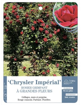 Rosier grimpant CHRYSLER IMPERIAL *