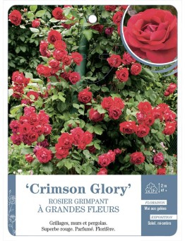 Rosier grimpant CRIMSON GLORY *