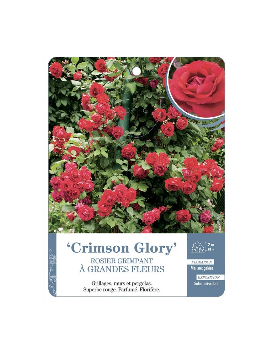 Rosier grimpant CRIMSON GLORY *