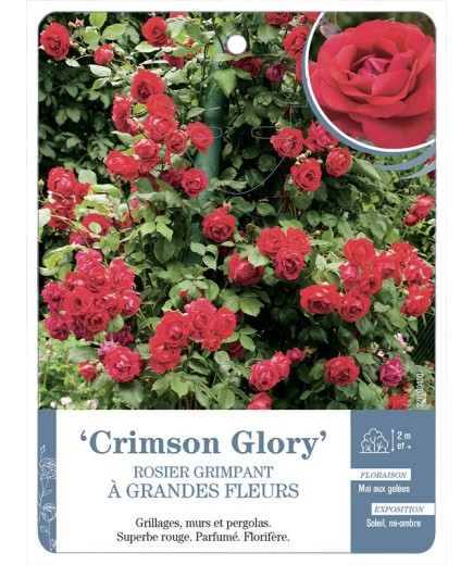Rosier grimpant CRIMSON GLORY *