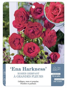 Rosier grimpant ENA HARKNESS *