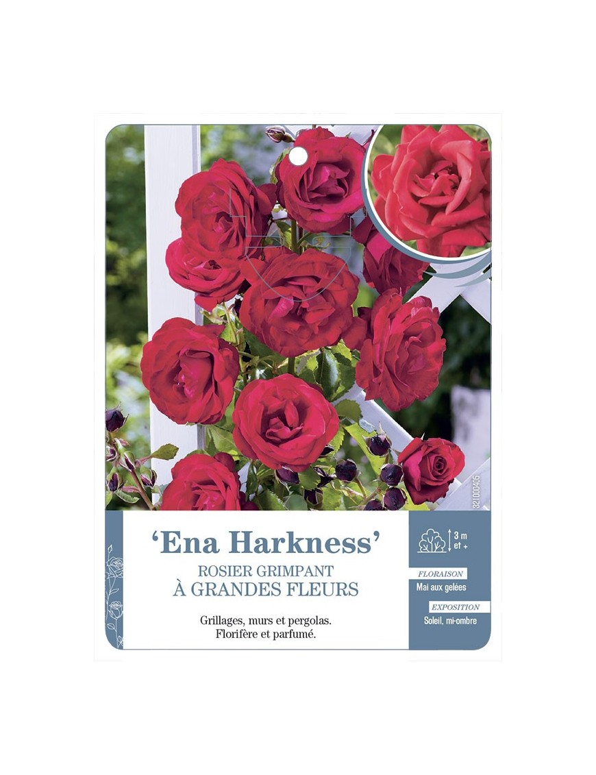 Rosier grimpant ENA HARKNESS *