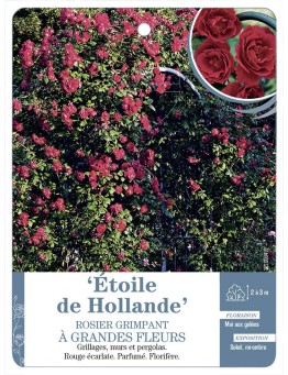 Rosier grimpant ETOILE DE HOLLANDE *
