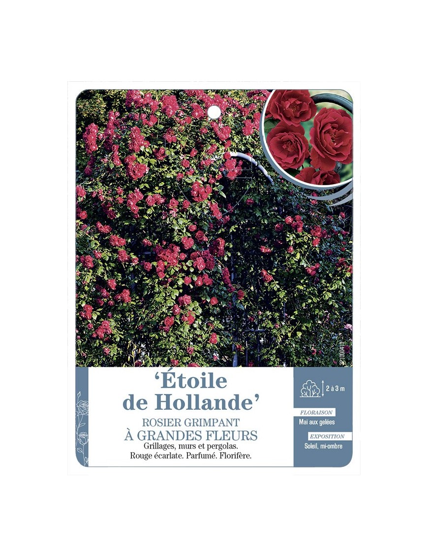 Rosier grimpant ETOILE DE HOLLANDE *