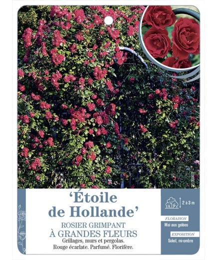 Rosier grimpant ETOILE DE HOLLANDE *