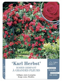 Rosier grimpant KARL HERBST *