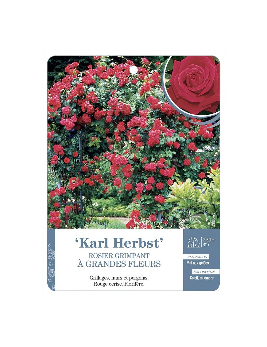 Rosier grimpant KARL HERBST *