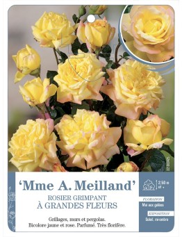 Rosier grimpant MME A. MEILLAND