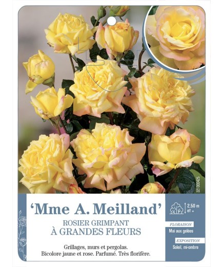 Rosier grimpant MME A. MEILLAND