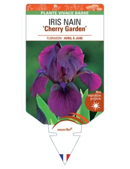 IRIS NAIN (lilliput) Cherry Garden