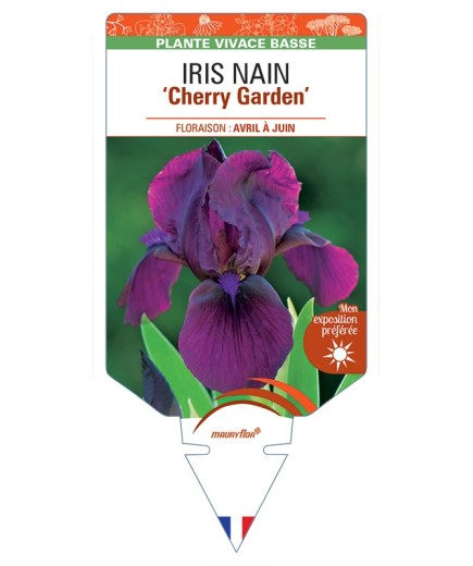 IRIS NAIN (lilliput) Cherry Garden