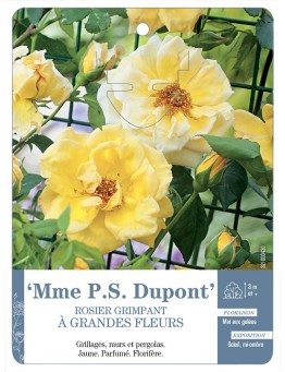 Rosier grimpant MME P.S. DUPONT *