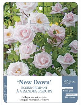 Rosier grimpant NEW DAWN *