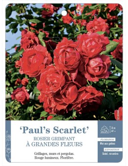 Rosier grimpant PAUL'S SCARLET *