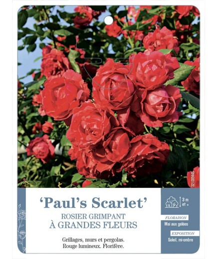 Rosier grimpant PAUL'S SCARLET *