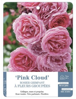 Rosier grimpant PINK CLOUD *