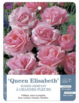 Rosier grimpant QUEEN ELISABETH *