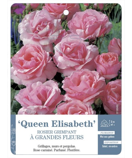 Rosier grimpant QUEEN ELISABETH *