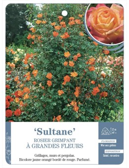 Rosier grimpant SULTANE *