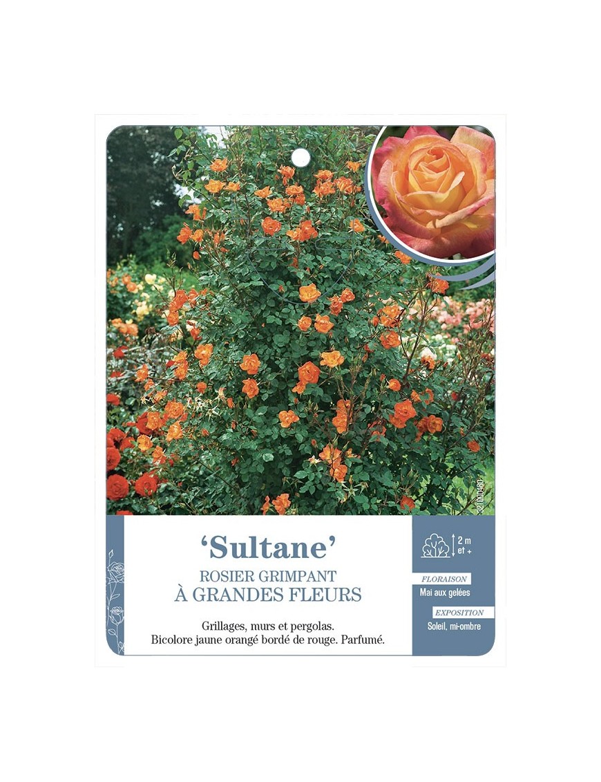 Rosier grimpant SULTANE *