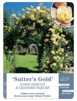 Rosier grimpant SUTTER'S GOLD *