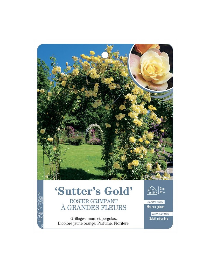 Rosier grimpant SUTTER'S GOLD *