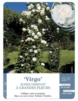Rosier grimpant VIRGO *