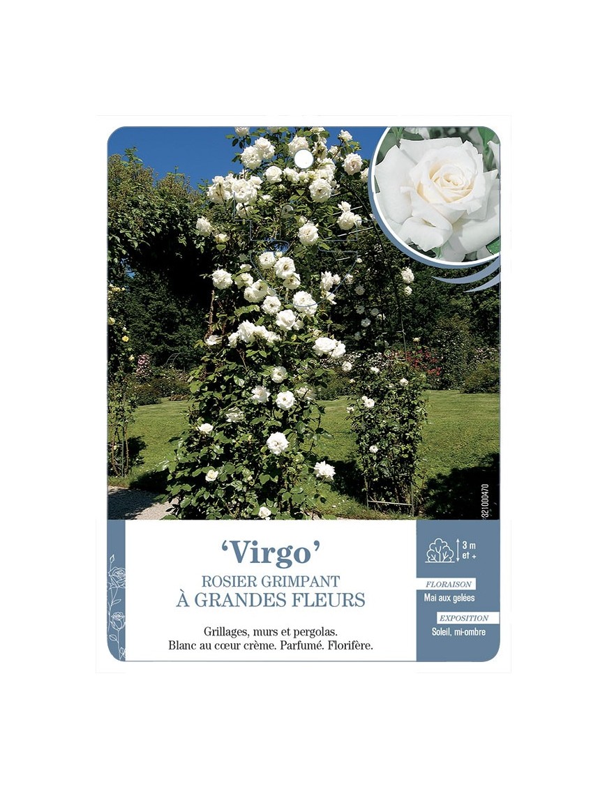Rosier grimpant VIRGO *
