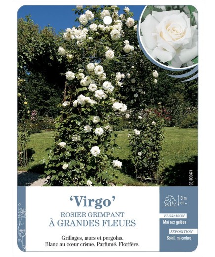Rosier grimpant VIRGO *