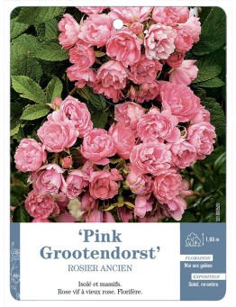 Rosier ancien RUGOSA PINK GROOTENDORST *