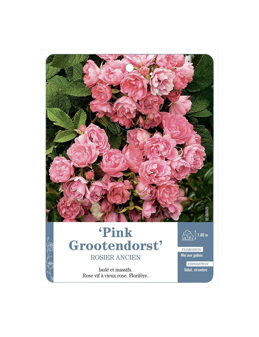 Rosier ancien RUGOSA PINK GROOTENDORST *