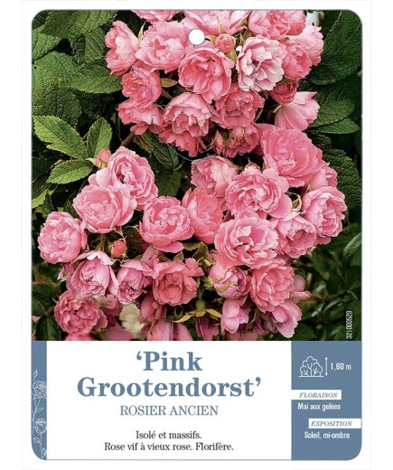 Rosier ancien RUGOSA PINK GROOTENDORST *