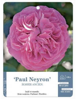 Rosier ancien Paul Neyron