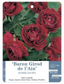 Rosier ancien Baron Girod de l'Ain