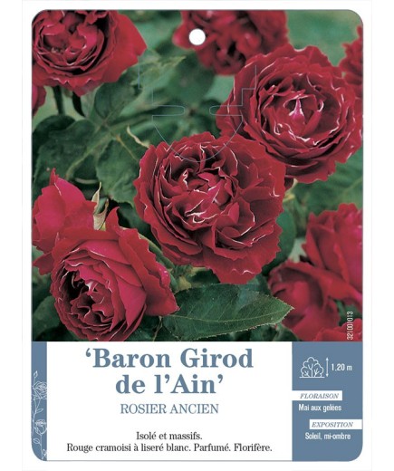 Rosier ancien Baron Girod de l'Ain