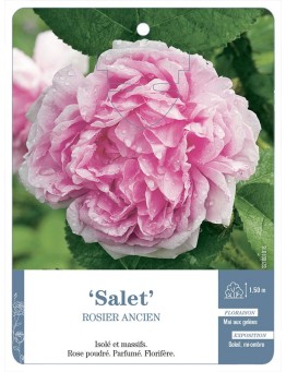 Rosier ancien Salet