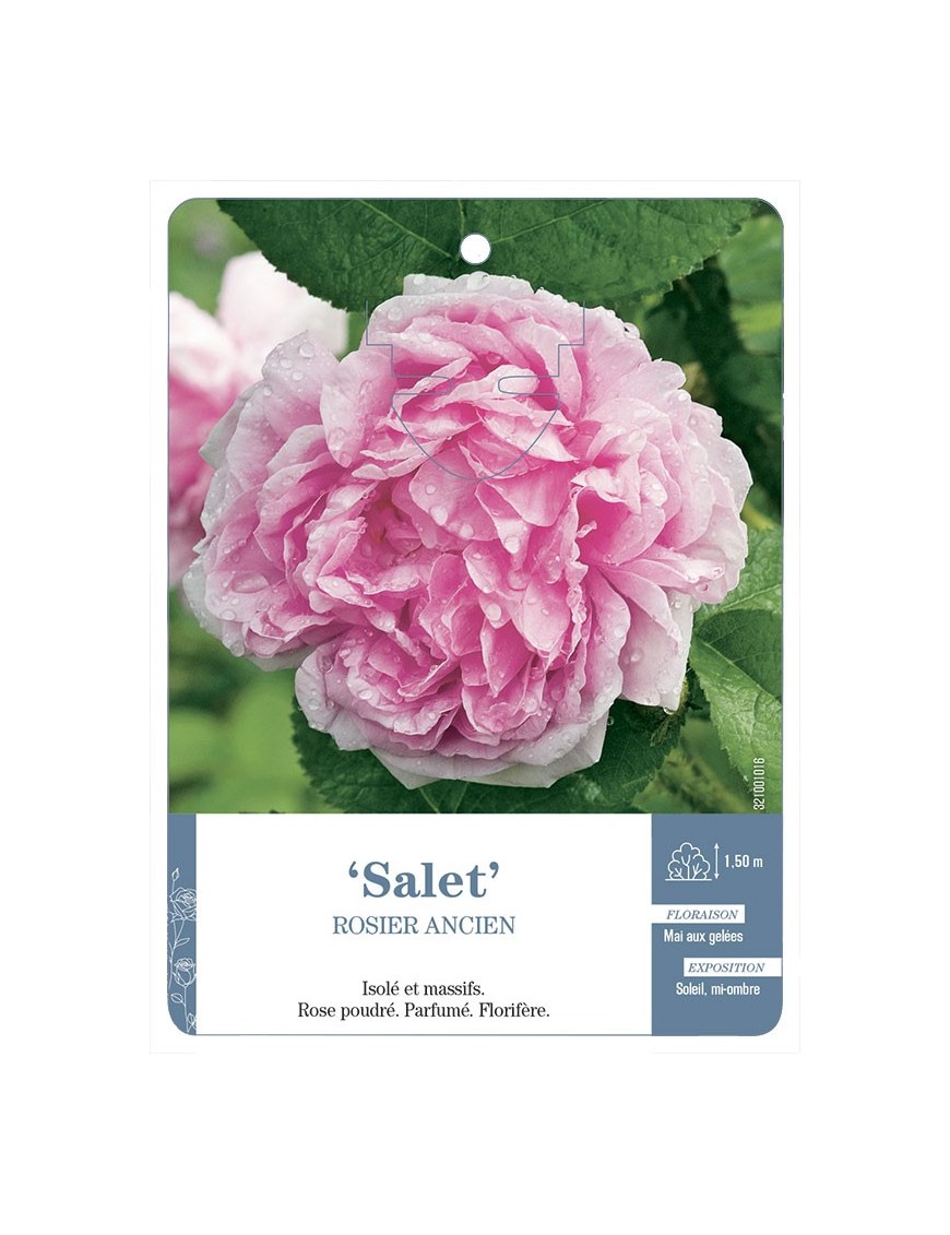 Rosier ancien Salet