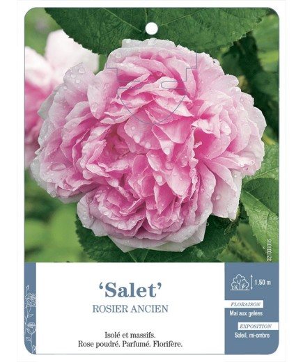 Rosier ancien Salet
