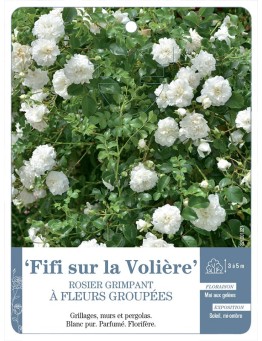 Rosier grimpant Fifi sur la Volière