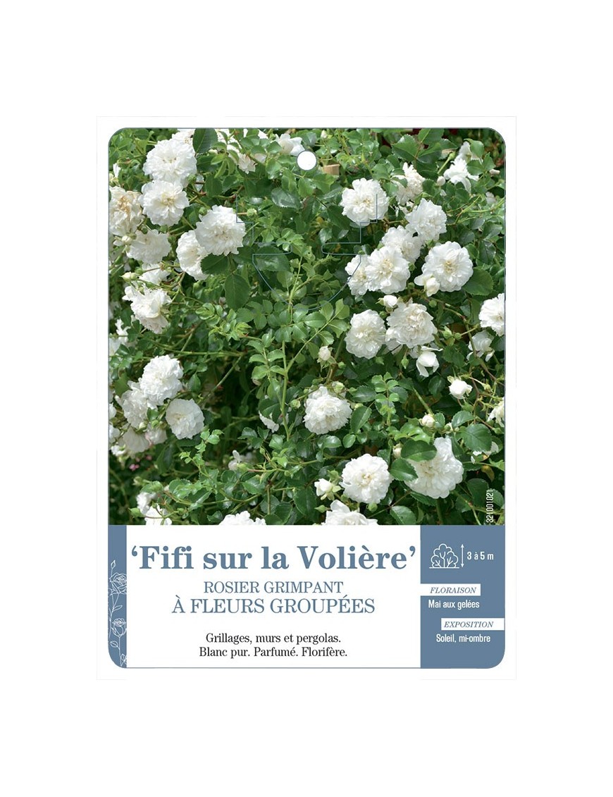 Rosier grimpant Fifi sur la Volière