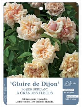 Rosier grimpant Gloire de Dijon