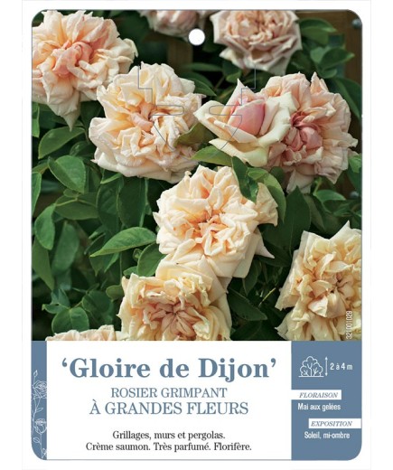 Rosier grimpant Gloire de Dijon