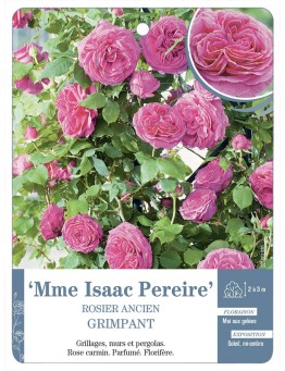 Rosier grimpant Mme Isaac Pereire