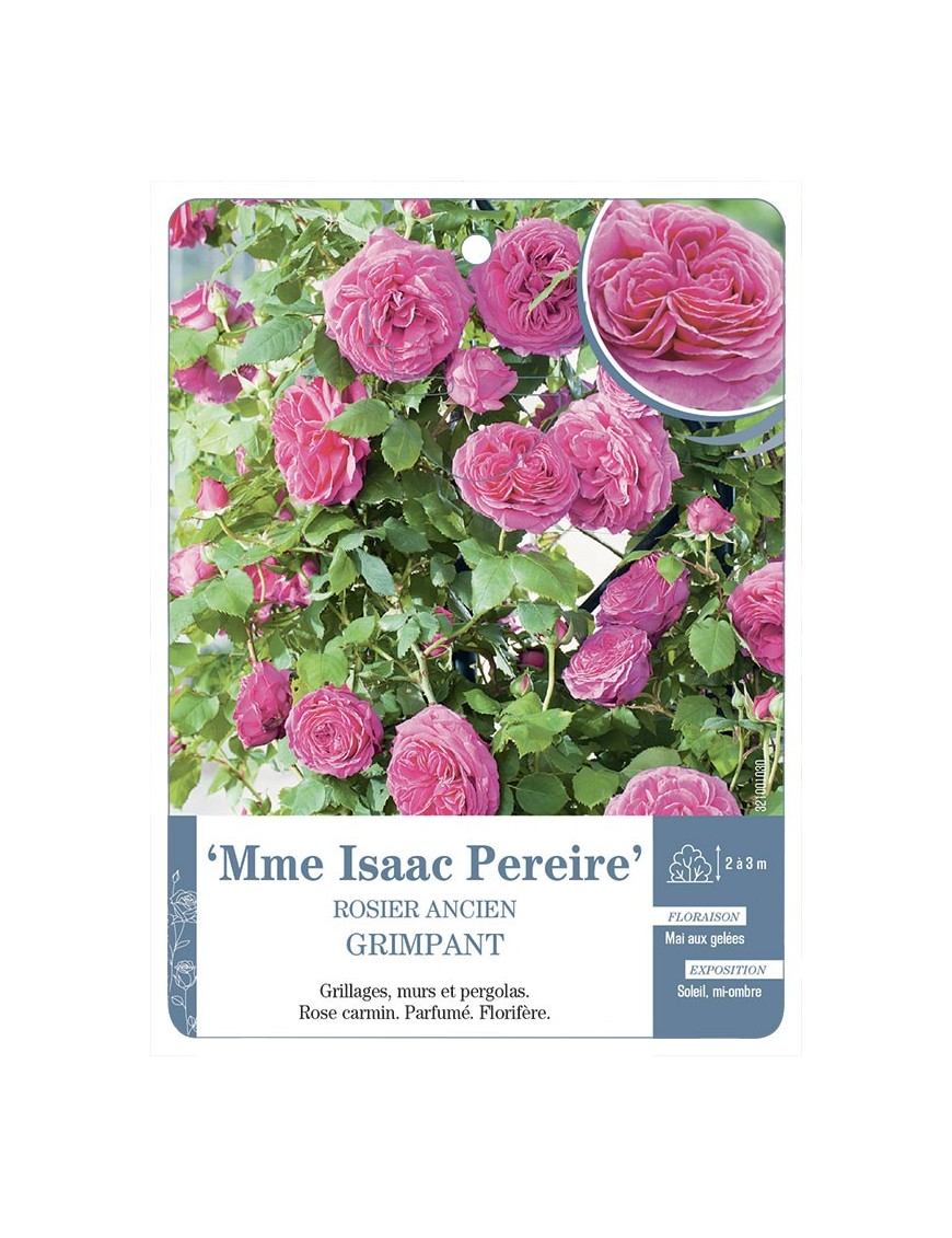 Rosier grimpant Mme Isaac Pereire