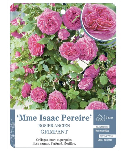 Rosier grimpant Mme Isaac Pereire