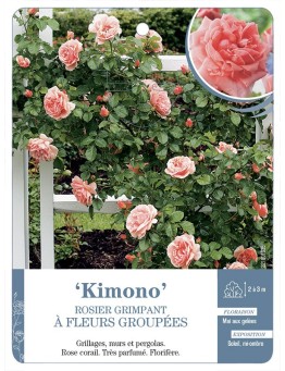 Rosier grimpant Kimono